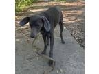 Adopt River a Gray/Blue/Silver/Salt & Pepper Weimaraner / Mixed dog in Newberry