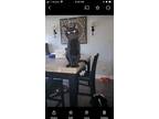Adopt Batman a All Black Domestic Shorthair / Mixed (short coat) cat in