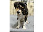 Adopt Maverick a Black - with Tan, Yellow or Fawn Beagle / Mixed dog in