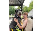 Adopt Jack a Gray/Blue/Silver/Salt & Pepper Goldendoodle / Mixed dog in