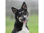 Adopt Darla a Black - with Tan, Yellow or Fawn Border Collie / Mixed dog in