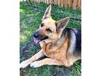 Adopt Cheyenne a Tan/Yellow/Fawn - with Black German Shepherd Dog / Mixed dog in