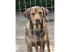 Adopt Duke a Red/Golden/Orange/Chestnut - with Black Rhodesian Ridgeback /
