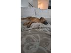 Adopt Abby a Red/Golden/Orange/Chestnut - with Black Mountain Cur / Mixed dog in