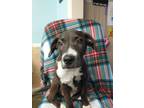 Adopt Linus a Black - with White Labrador Retriever / Mixed Breed (Medium) /