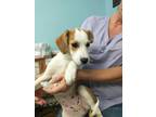 Adopt Mazie a Red/Golden/Orange/Chestnut - with White Beagle / Mixed Breed