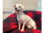 Adopt Siri a White Bichon Frise / Mixed dog in Tipton, IA (41482492)
