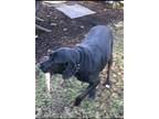 Adopt Hooch a Black - with White Labrador Retriever / Hound (Unknown Type) /