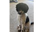 Adopt Cookie a White - with Black Poodle (Standard) / Mixed dog in Cape Coral