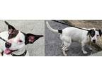 Adopt Annie a Jack Russell Terrier dog in Fairfax Station, VA (41482510)