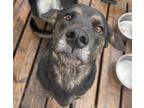 Adopt Daisy a Brindle Labrador Retriever / Rottweiler / Mixed dog in Pointe
