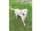 Adopt Miranda a White Labrador Retriever / Mixed dog in Pilot Point