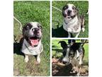 Adopt Raindrop a Merle Catahoula Leopard Dog / Mixed dog in Stillwater