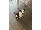 Adopt Leia a Brown/Chocolate - with White Collie / Labrador Retriever / Mixed