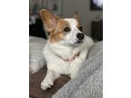 Adopt Sydney a White - with Red, Golden, Orange or Chestnut Pembroke Welsh Corgi