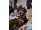 Adopt Dolly a Black - with Brown, Red, Golden, Orange or Chestnut Bloodhound /