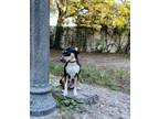 Adopt Lotto a Tricolor (Tan/Brown & Black & White) Catahoula Leopard Dog / Mixed