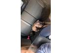 Adopt Mocha a Brown/Chocolate - with White Husky / Mixed dog in Napoleon