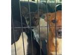 Adopt Button a Brindle - with White Black Mouth Cur / Mixed dog in Napoleon