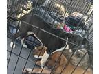 Adopt Pretzel a Black - with White Black Mouth Cur / Mixed dog in Napoleon