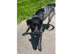 Adopt Jaina a Black - with White Australian Cattle Dog / Mixed dog in Napoleon