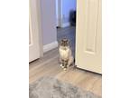 Adopt Tofu a White (Mostly) Siamese / Mixed (short coat) cat in San Gabriel
