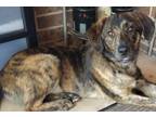 Adopt Tuff a Brindle Catahoula Leopard Dog / Labrador Retriever / Mixed dog in