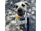 Adopt Trish a Tan/Yellow/Fawn - with White Mixed Breed (Medium) / Labrador