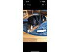 Adopt Lincoln a Black - with White Mutt / Mixed dog in Tully, NY (41223088)
