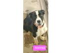 Adopt TOOTSIE a Black - with White Border Collie / Mixed Breed (Medium) / Mixed