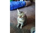 Adopt Lovey a Tan or Fawn Tabby Tabby (short coat) cat in Raytown, MO (41482149)