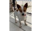 Adopt Eddie a White - with Brown or Chocolate Jack Russell Terrier / Cattle Dog