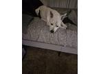 Adopt Clyde a White - with Brown or Chocolate American Pit Bull Terrier /