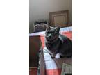 Adopt Flusy a Gray or Blue Domestic Mediumhair / Mixed (medium coat) cat in