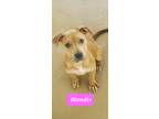 Adopt BLONDIE a Tan/Yellow/Fawn Pit Bull Terrier / Mixed Breed (Medium) / Mixed