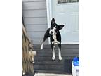 Adopt Gary a Black - with White Shepherd (Unknown Type) / Border Collie / Mixed