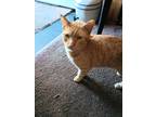 Adopt Garfield a Orange or Red Tabby Tabby (short coat) cat in Raytown