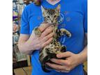 Adopt Hot Wheels a Brown Tabby Domestic Shorthair (short coat) cat in Grayslake