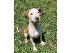 Adopt Jenny a Red/Golden/Orange/Chestnut - with White American Pit Bull Terrier