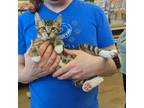 Adopt Legos a Brown Tabby Domestic Shorthair (short coat) cat in Grayslake