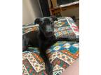 Adopt Neo a Black Labrador Retriever / Mixed dog in Salisbury, NC (41482021)