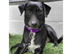 Adopt Bob a Black - with White Labrador Retriever / Blue Heeler / Mixed dog in