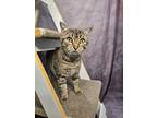 Adopt Tarquin a Brown Tabby American Shorthair (short coat) cat in Bethel