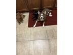 Adopt April a Brown/Chocolate Husky / Australian Kelpie / Mixed dog in Pearland