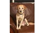 Adopt Patsy a Brown/Chocolate - with Black Beagle / Mixed dog in Bethel