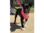 Adopt LuLu a Black - with White Terrier (Unknown Type, Small) / Mixed dog in