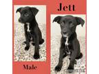 Adopt Jett MEET 5/31 a Black - with White Mountain Cur / Mixed Breed (Medium) /