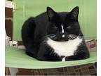 Adopt Pepsi a Black & White or Tuxedo American Shorthair / Mixed (short coat)