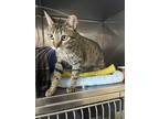 Adopt Marley a Brown Tabby Domestic Shorthair (short coat) cat in Byron Center