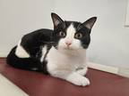 Adopt Tamlin a Black & White or Tuxedo American Shorthair (short coat) cat in